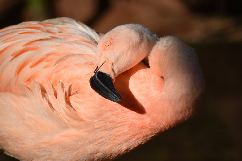 Fenicottero – Foto Wildlife Brasile | File Digitale | Uccelli Tropicali