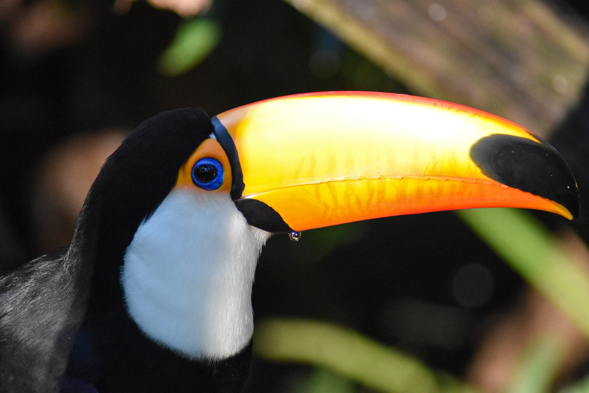 Tucano Toco – Foto Wildlife Amazzonia | File Digitale | Brasile