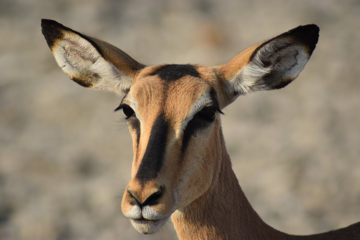 Gazzella – Foto Wildlife Africa | File Digitale | Parco Etosha Namibia