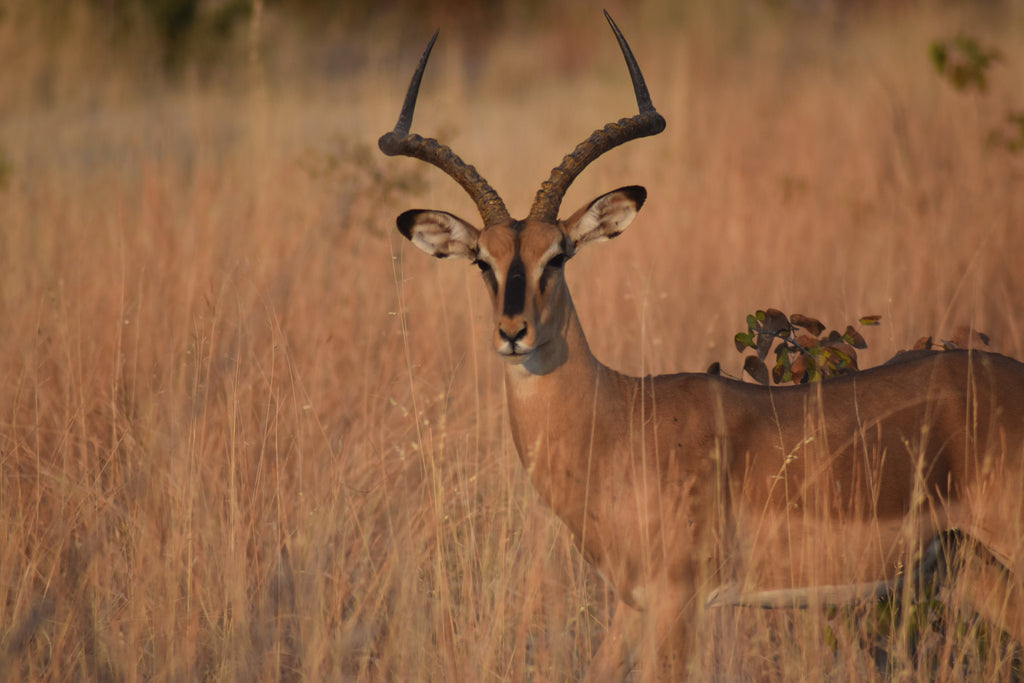 Impala – Foto Wildlife Africa | File Digitale | Savana Namibia
