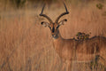 Impala – Foto Wildlife Africa | File Digitale | Savana Namibia