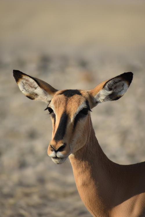 Gazzella – Fotografia wildlife verticale per Pinterest | Parco Etosha Namibia