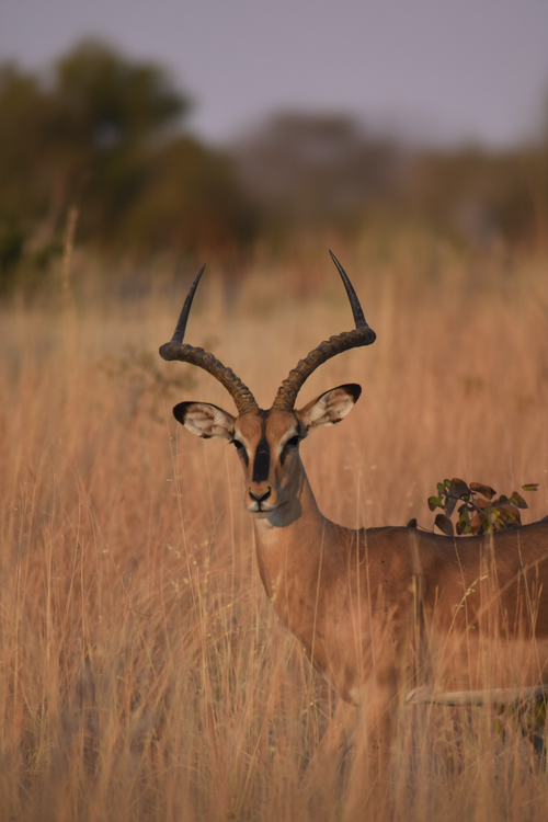 Impala – Fotografia wildlife verticale per Pinterest | Savana Namibia